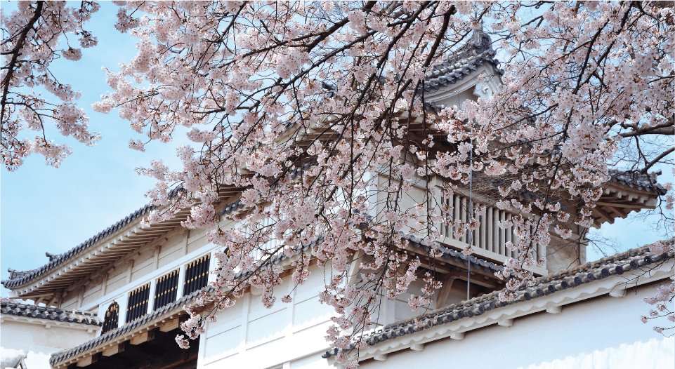 B Hishi Gate and Cherry Blossoms